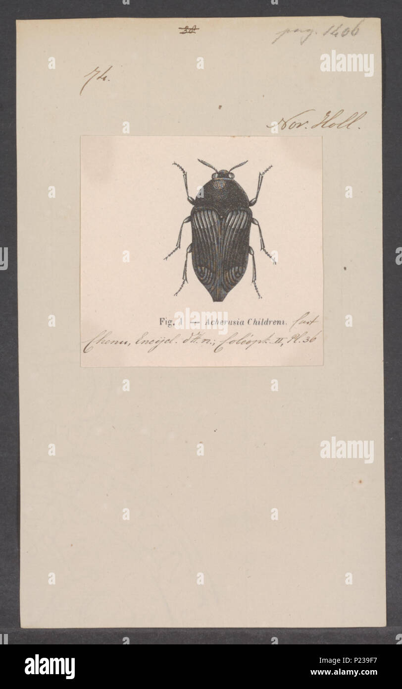 . 5 Acherusia Acherusia - Drucken - Iconographia Zoologica - Sondersammlungen Universität Amsterdam - UBAINV 0274 023 08 0002 Stockfoto