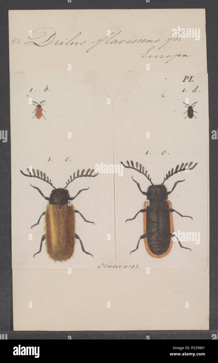 . 112 Drilus Drilus - Drucken - Iconographia Zoologica - Sondersammlungen Universität Amsterdam - UBAINV 0274 025 07 0003 Stockfoto