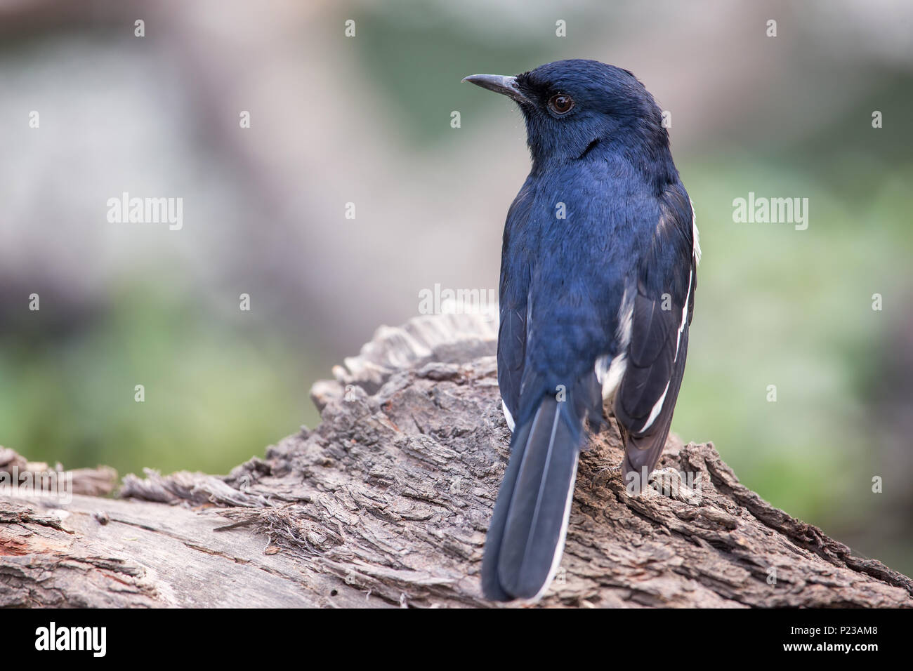 Orientalische magpie - Robin (Copsychus saularis) auf einem Baum in Keoladeo Ghana National Park, in Bharatpur, Indien sitzen. Der Park wurde als geschützte sanc Stockfoto