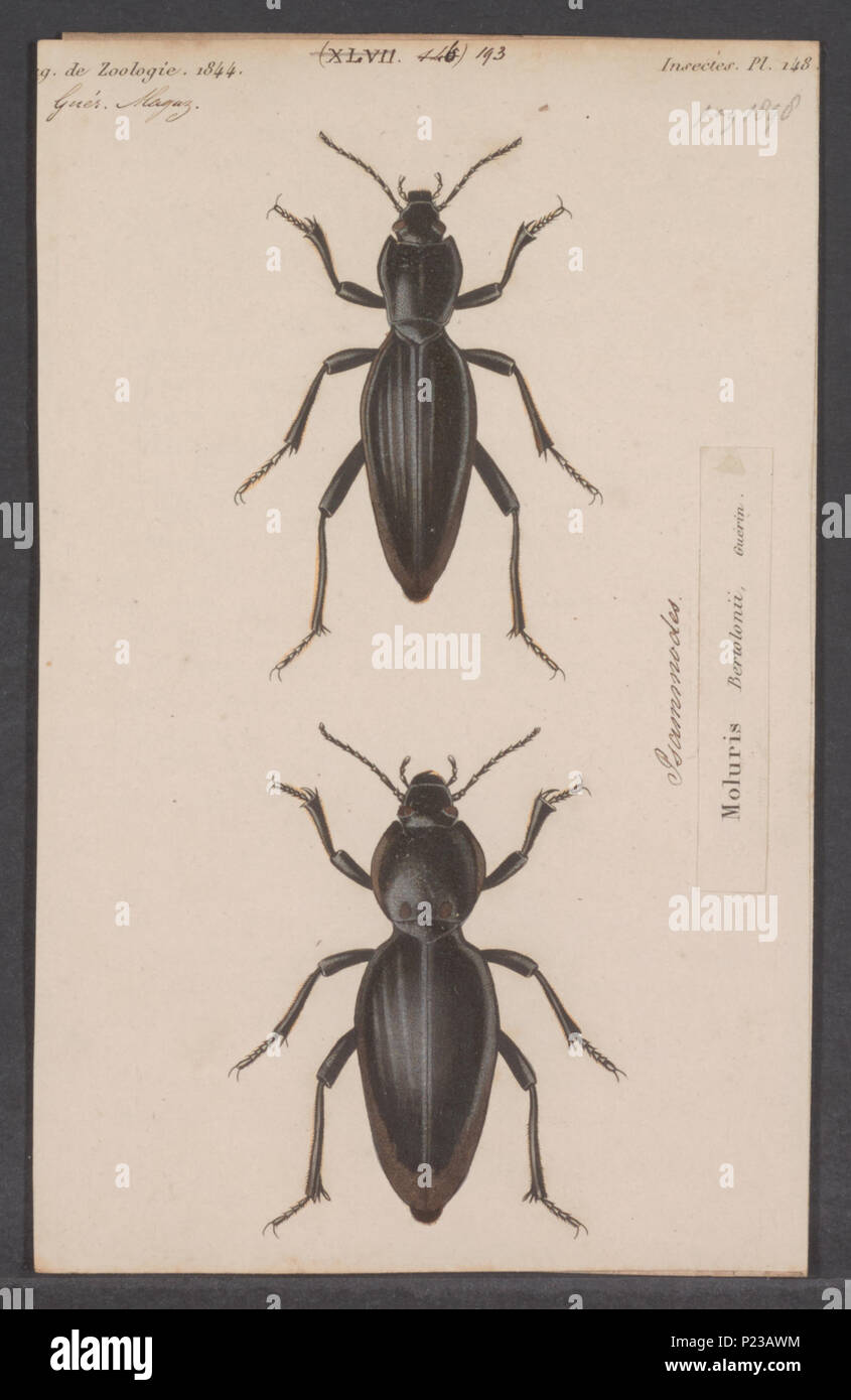 . 272 Psammodes Psammodes - Drucken - Iconographia Zoologica - Sondersammlungen Universität Amsterdam - UBAINV 0274 027 24 0004 B Stockfoto