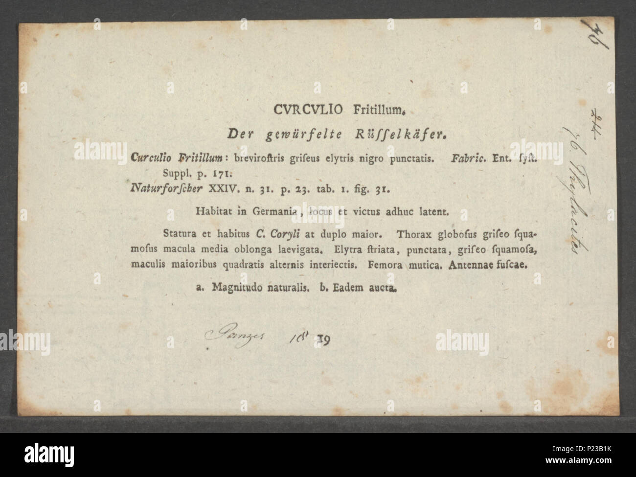 . 305 Thylacites Thylacites - Drucken - Iconographia Zoologica - Sondersammlungen Universität Amsterdam - UBAINV 0274 029 01 02 0043 Stockfoto