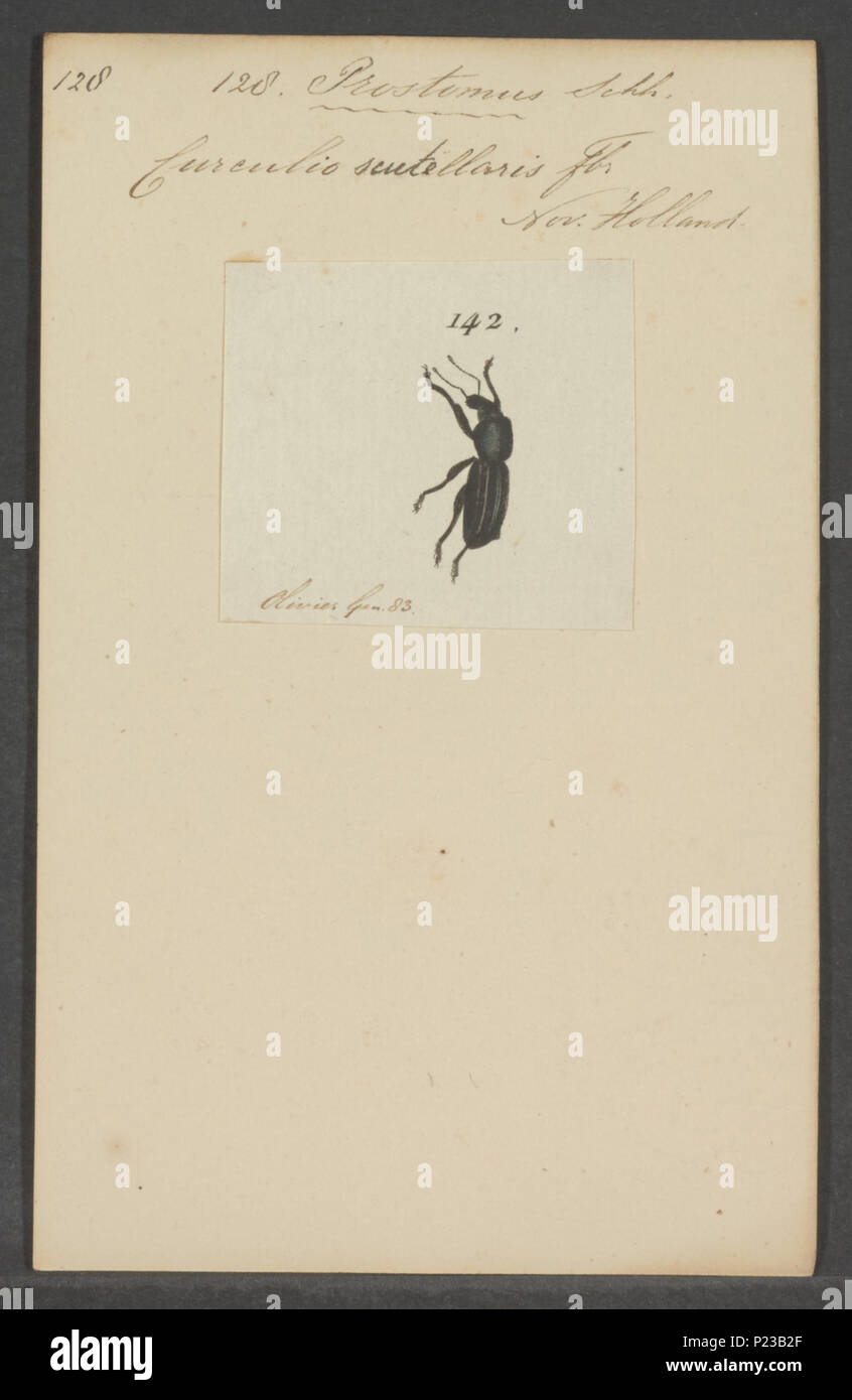 . 270 Prostomus Prostomus - Drucken - Iconographia Zoologica - Sondersammlungen Universität Amsterdam - UBAINV 0274 029 01 02 0100. Stockfoto