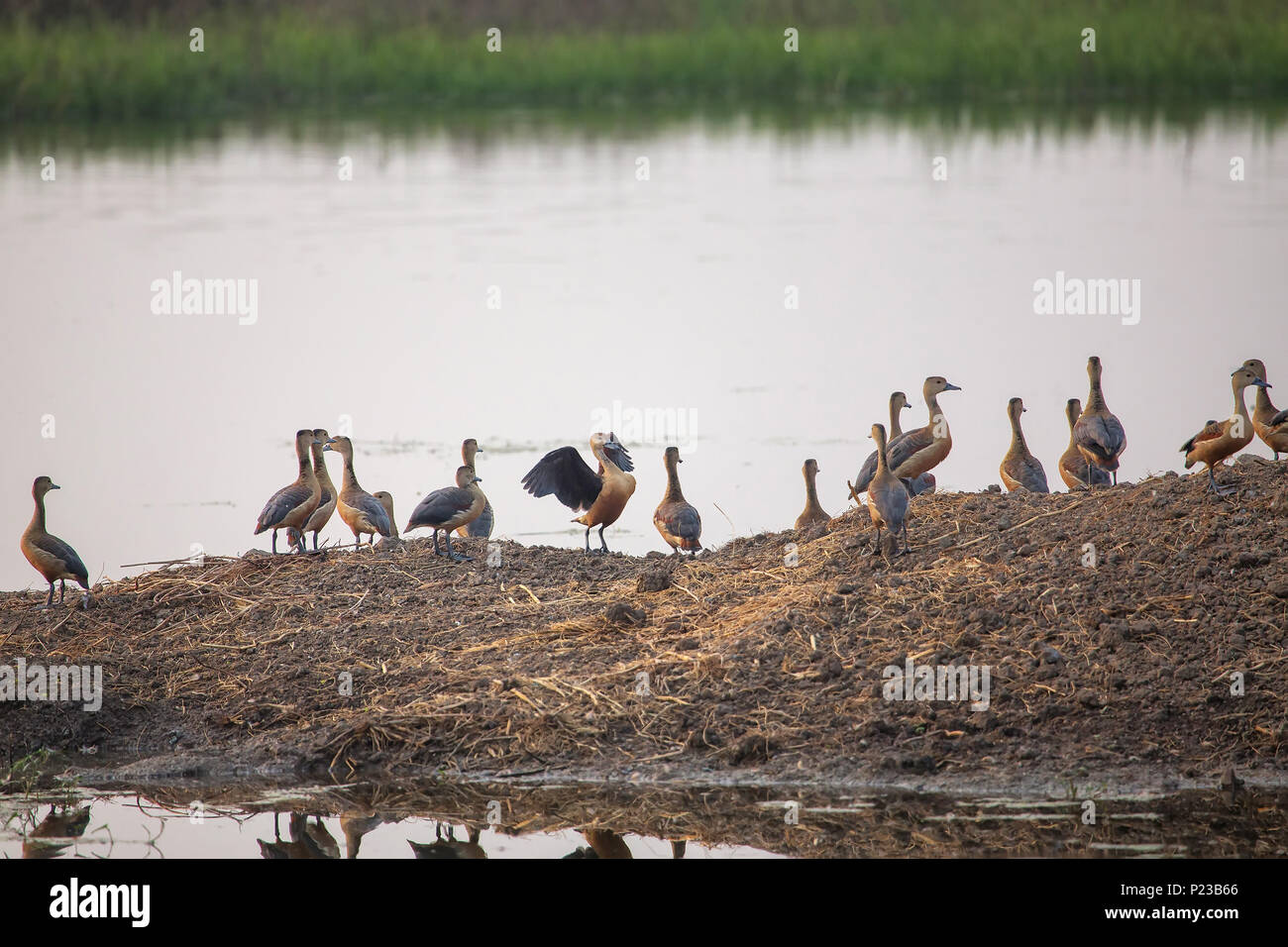 Herde von weniger Pfeifen Enten in Keoladeo Ghana National Park, in Bharatpur, Indien. Der Park wurde ein geschütztes Refugium in 1971 erklärt und es ist auch Stockfoto