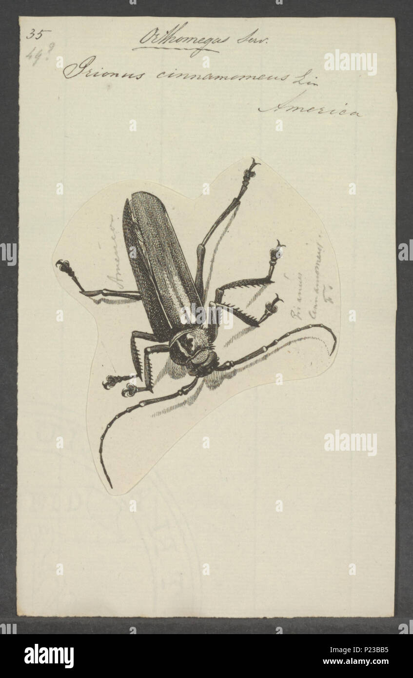 . 213 Orthomegas Orthomegas - Drucken - Iconographia Zoologica - Sondersammlungen Universität Amsterdam - UBAINV 0274 032 04 0018 Stockfoto