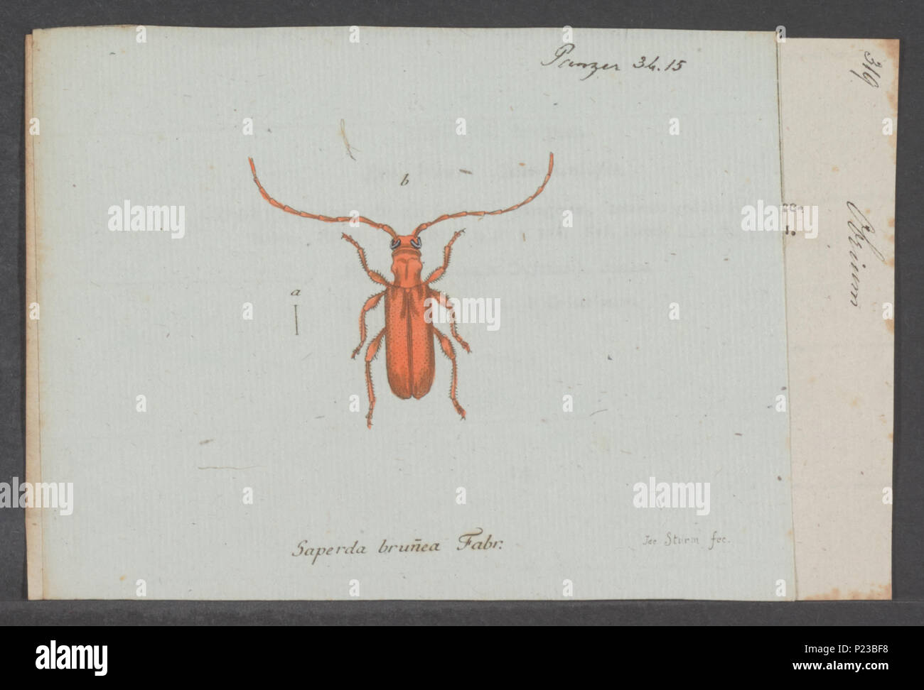 . Obrium 210 Obrium - Drucken - Iconographia Zoologica - Sondersammlungen Universität Amsterdam - UBAINV 0274 033 08 0006 Stockfoto