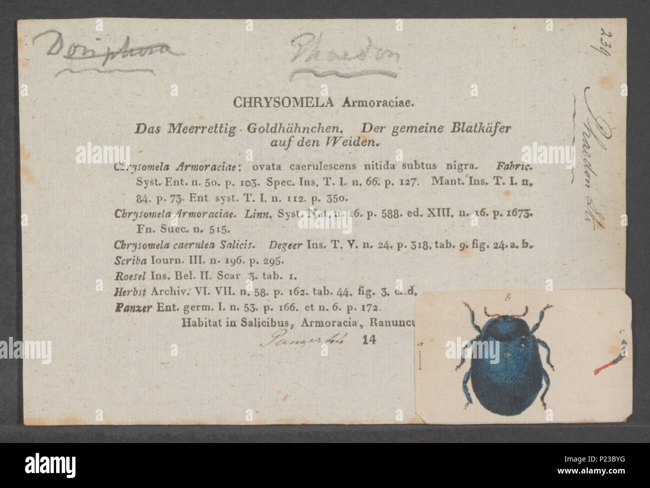 . Phaedon 221 Phaedon - Drucken - Iconographia Zoologica - Sondersammlungen Universität Amsterdam - UBAINV 0274 036 04 0009 Stockfoto