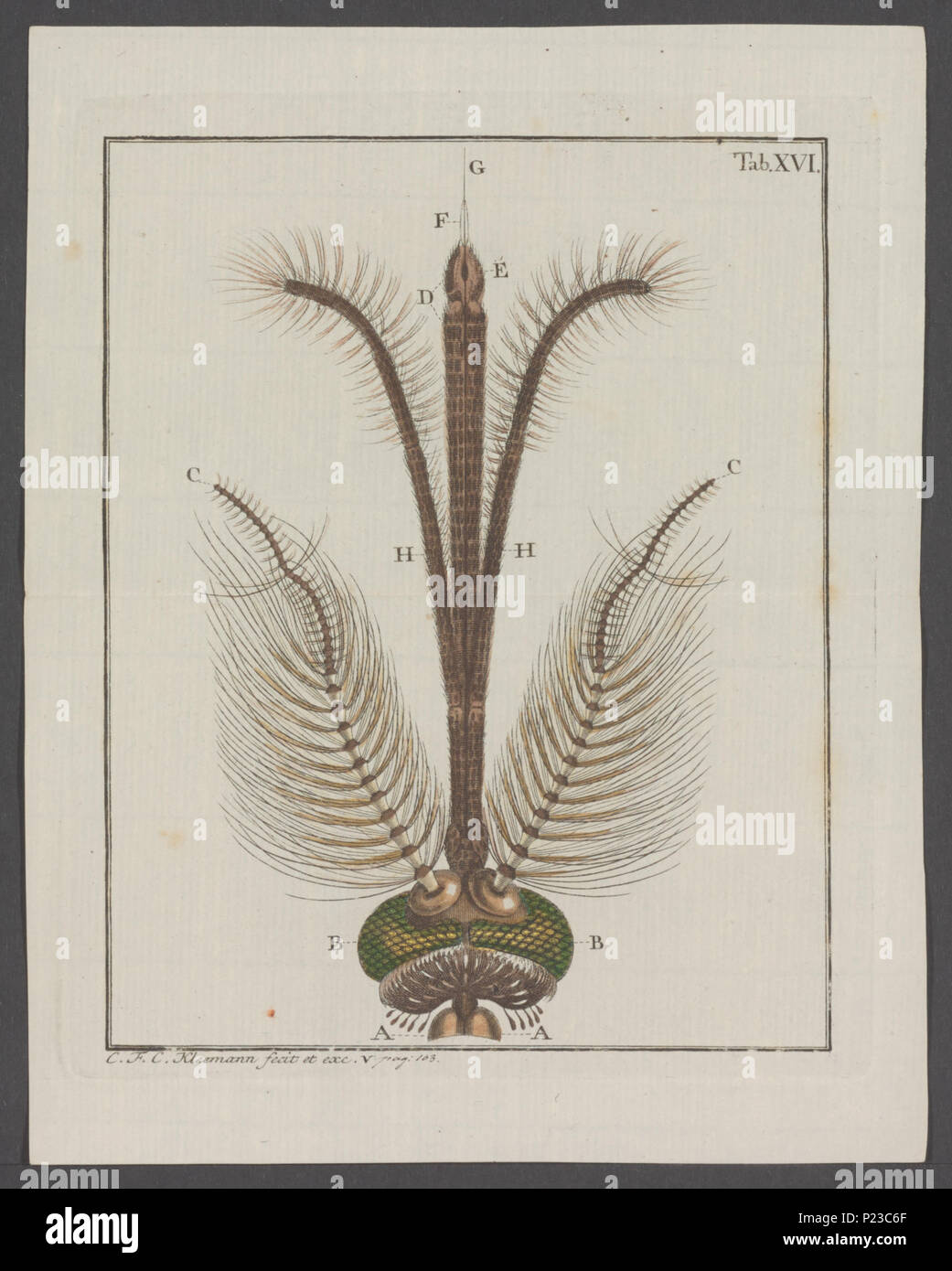 . 18 Anopheles Anopheles - Drucken - Iconographia Zoologica - Sondersammlungen Universität Amsterdam - UBAINV 0274 038 02 0010 EIN Stockfoto