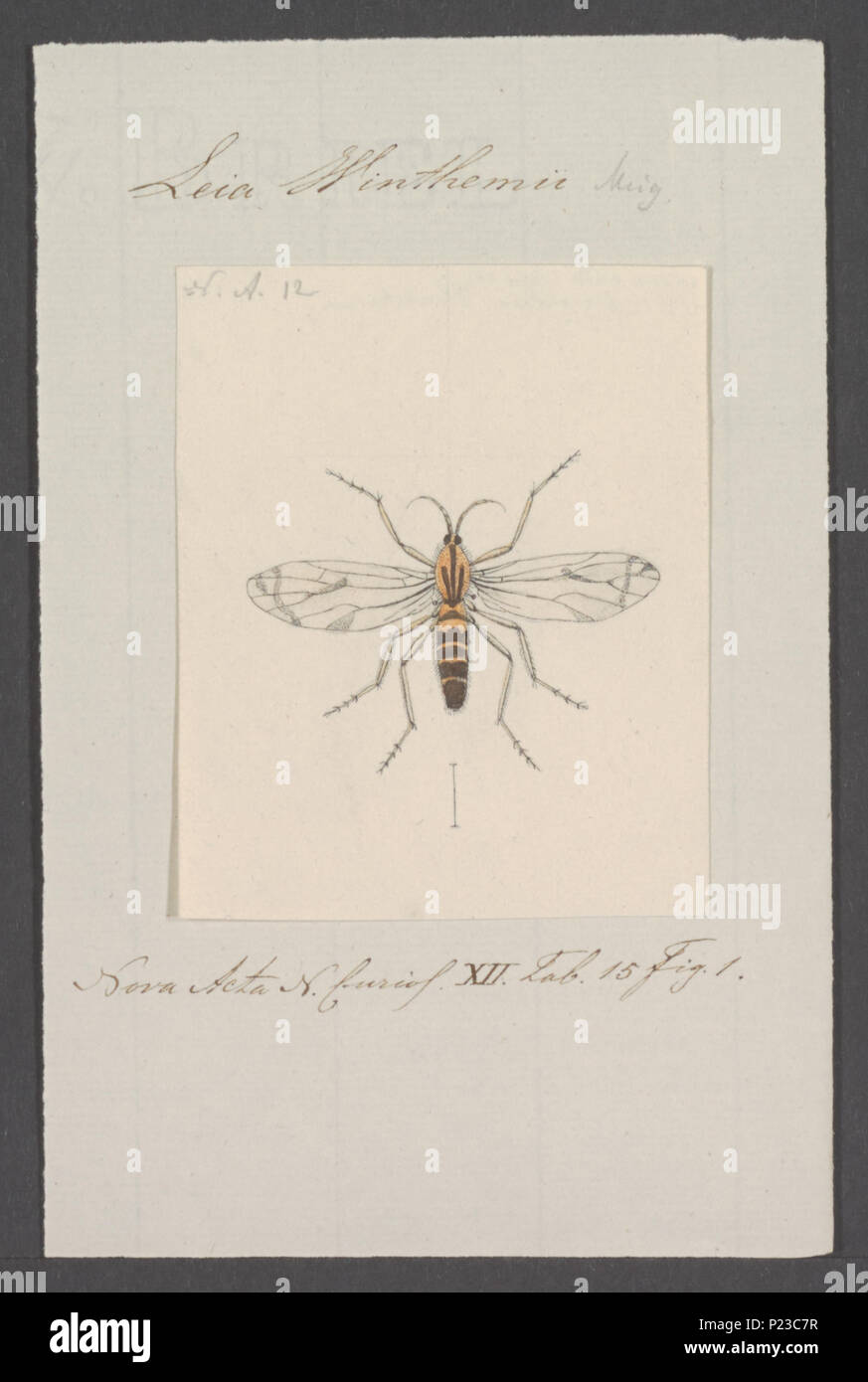 . Leia 173 Leia - Drucken - Iconographia Zoologica - Sondersammlungen Universität Amsterdam - UBAINV 0274 038 04 0009 Stockfoto