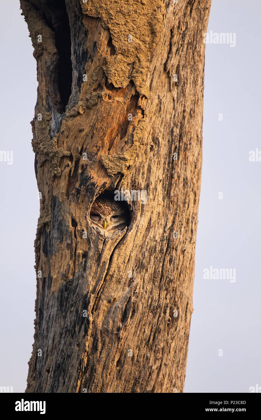 Gefleckte owlet (Athene brama) in einer Vertiefung eines Baumes im Keoladeo Ghana National Park, in Bharatpur, Indien sitzen. Der Park ist ein Weltkulturerbe. Stockfoto