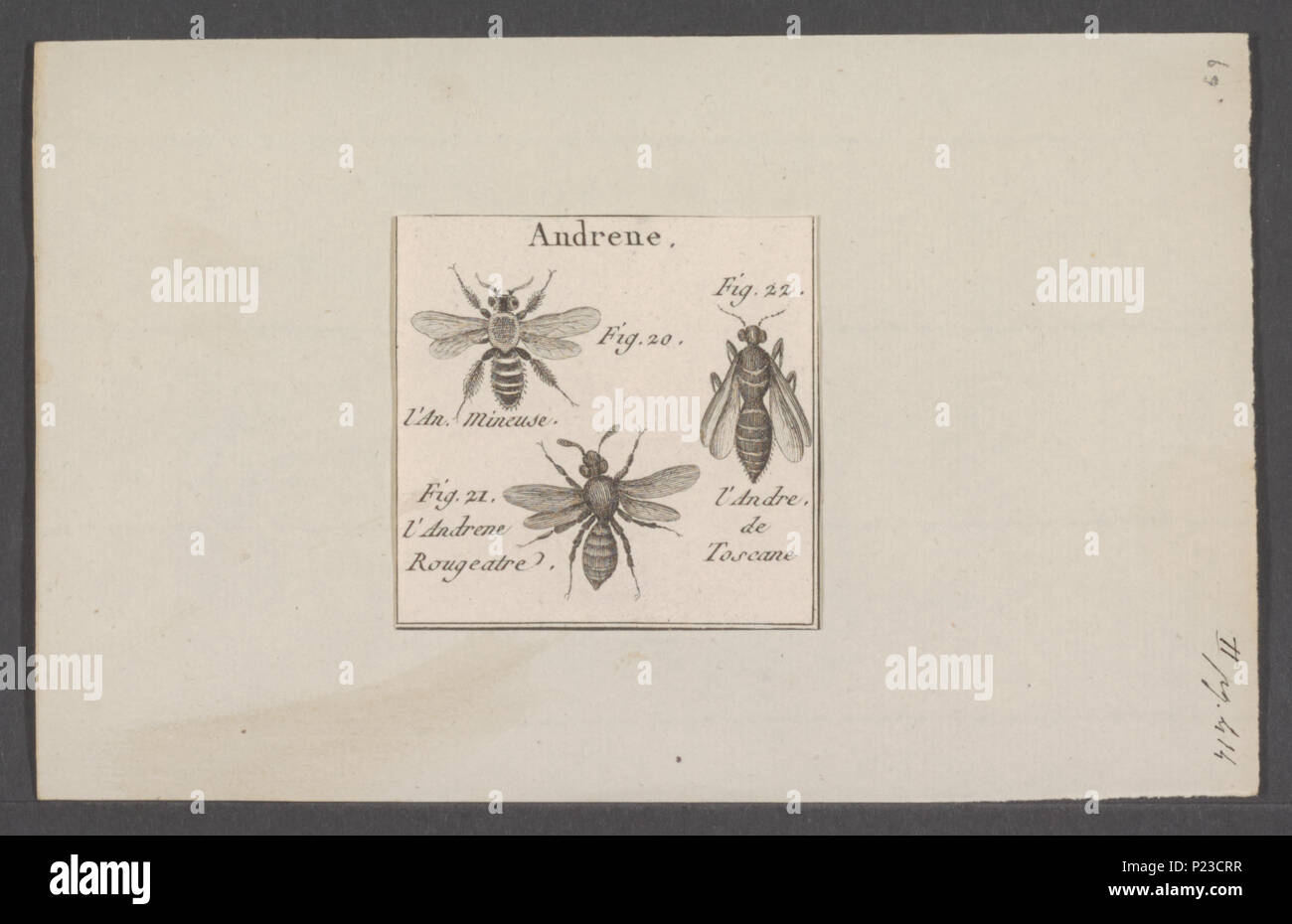 . 20 Apis Apis - Drucken - Iconographia Zoologica - Sondersammlungen Universität Amsterdam - UBAINV 0274 045 10 0039 Stockfoto