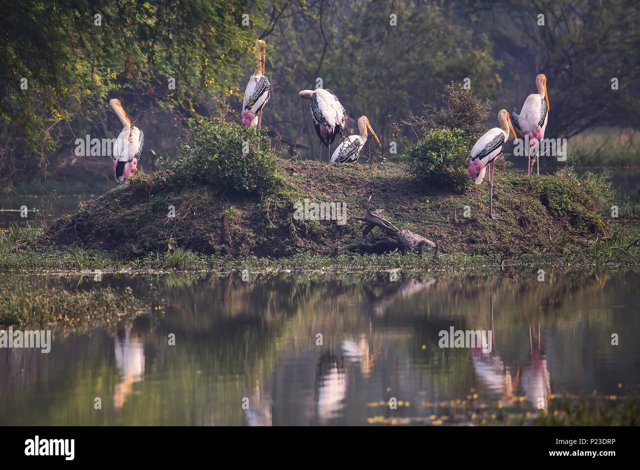 Gedruckt (störche Mycteria leucocephala) in Keoladeo Ghana National Park, Bharatpur, Rajasthan, Indien. Der Park ist ein Weltkulturerbe. Stockfoto