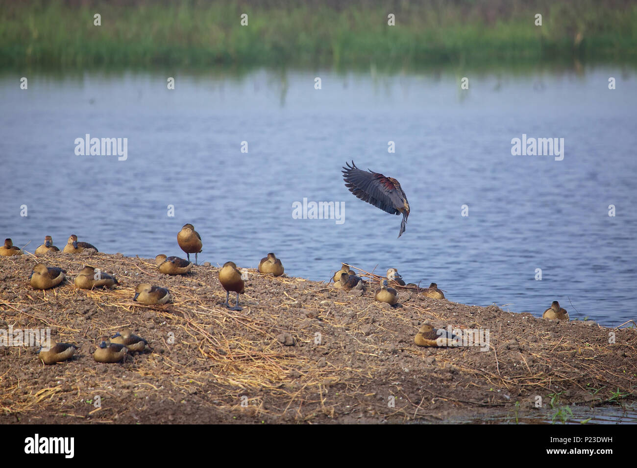 Herde von weniger Pfeifen Enten in Keoladeo Ghana National Park, in Bharatpur, Indien. Der Park wurde ein geschütztes Refugium in 1971 erklärt und es ist auch Stockfoto