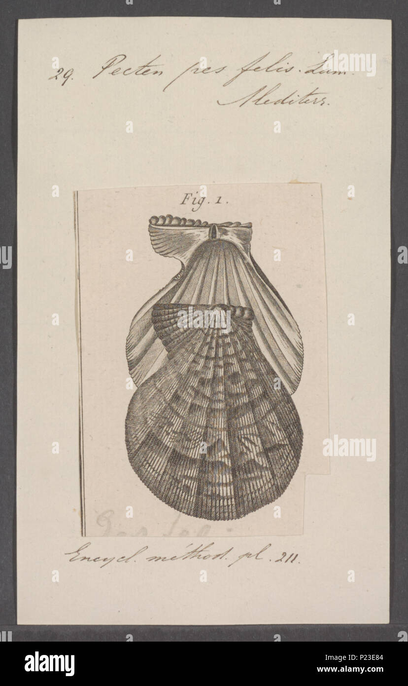 . Pecten pes Felis 219 Pecten pes Felis - Drucken - Iconographia Zoologica - Sondersammlungen Universität Amsterdam - UBAINV 0274 075 01 0038 Stockfoto