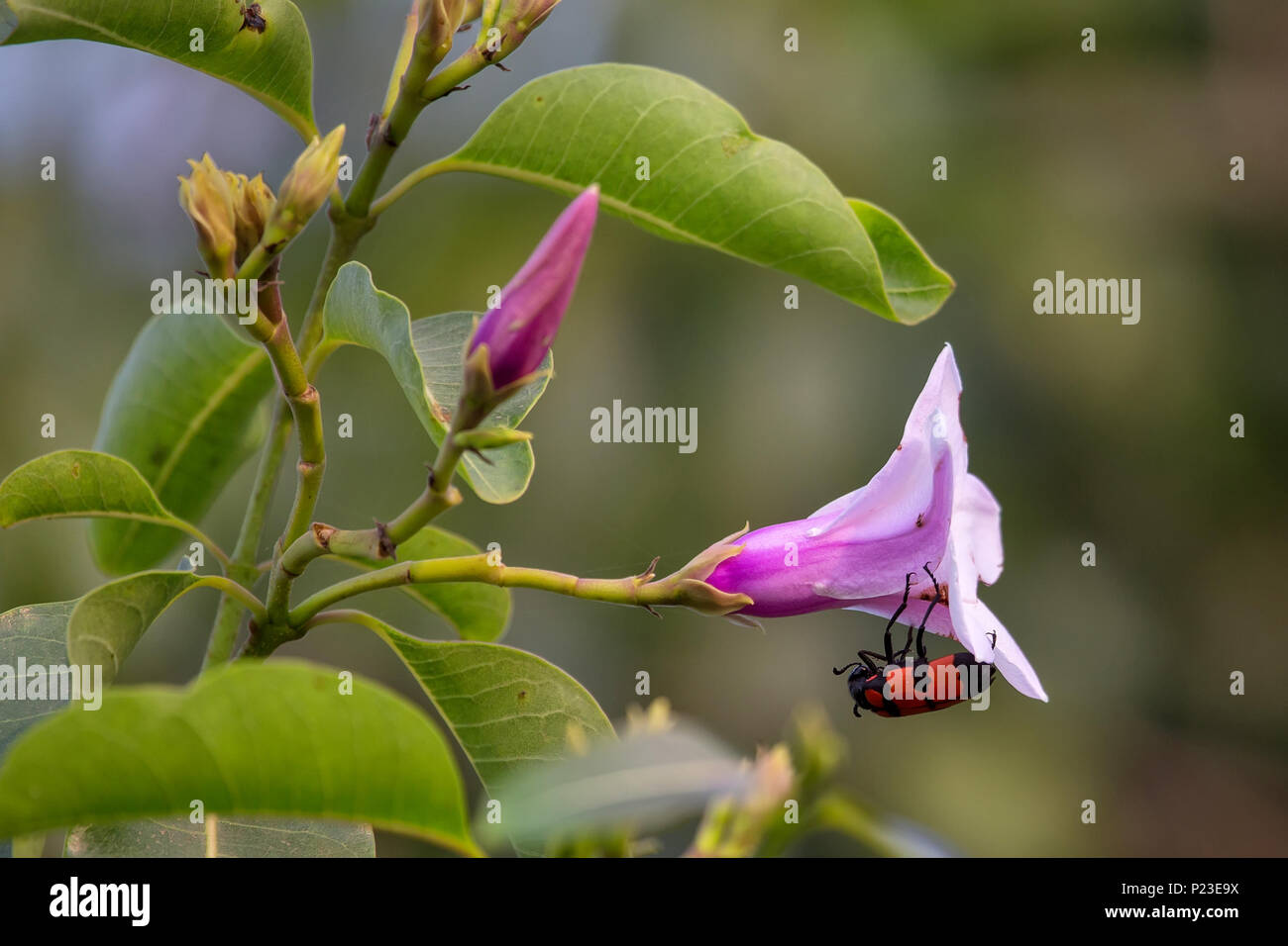 Blister Käfer auf einem Gummi Weinstock Blume in Keoladeo Ghana National Park, Bharatpur, Rajasthan, Indien. Stockfoto