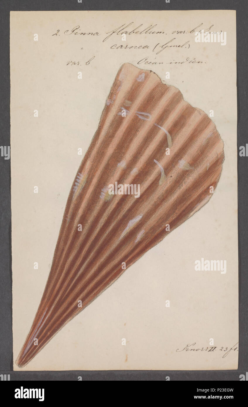 . Pinna flabellum 225 Pinna flabellum - Drucken - Iconographia Zoologica - Sondersammlungen Universität Amsterdam - UBAINV 0274 075 13 0005 Stockfoto