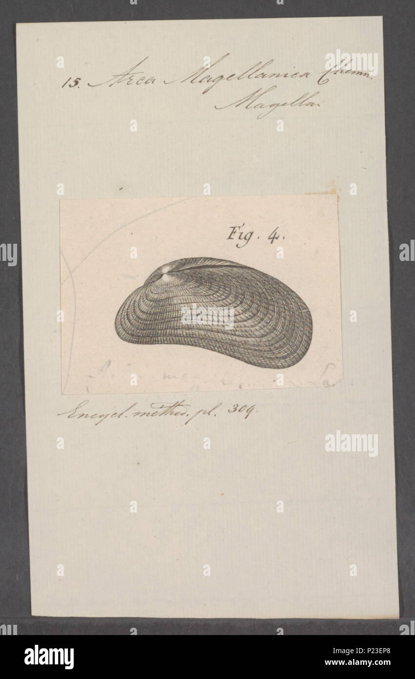 . Arca magellanica 21 Arca magellanica - Drucken - Iconographia Zoologica - Sondersammlungen Universität Amsterdam - UBAINV 0274 076 04 0013 Stockfoto