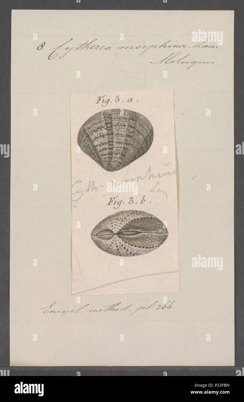 . Cytherea morphina 74 Cytherea morphina - Drucken - Iconographia Zoologica - Sondersammlungen Universität Amsterdam - UBAINV 0274 078 01 0008 Stockfoto