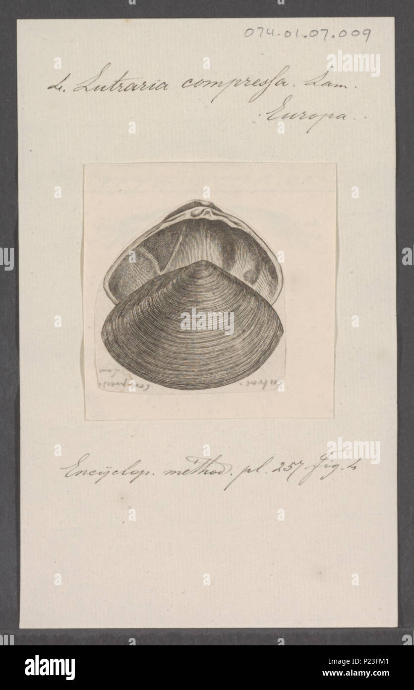 . Lutraria compressa 179 Lutraria compressa - Drucken - Iconographia Zoologica - Sondersammlungen Universität Amsterdam - UBAINV 0274 079 08 0007 EIN Stockfoto