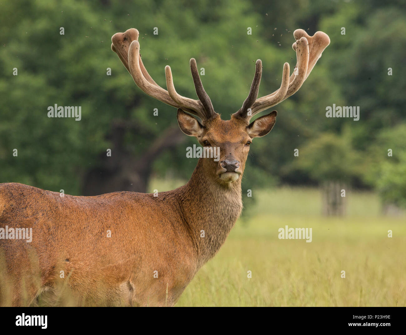 Hirsche in der landschaft Stockfotos und -bilder Kaufen - Alamy