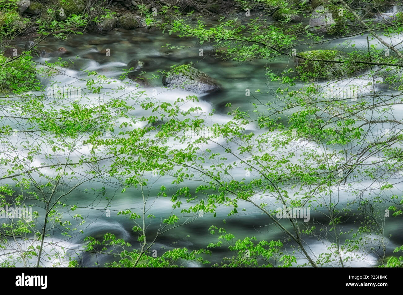 Wenig North Santiam Wild und Scenic River mit frühen Frühling Wachstum auf der Rebe Ahornbäumen. Willamette National Forest, Oregon Stockfoto