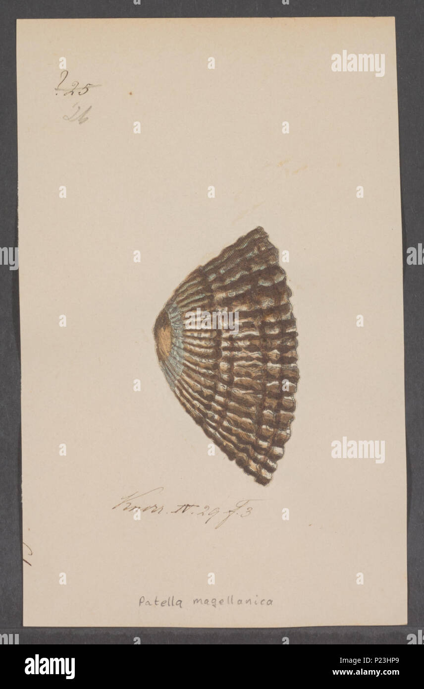 Patella magellanica Fotos und Bildmaterial in hoher Auflösung Alamy