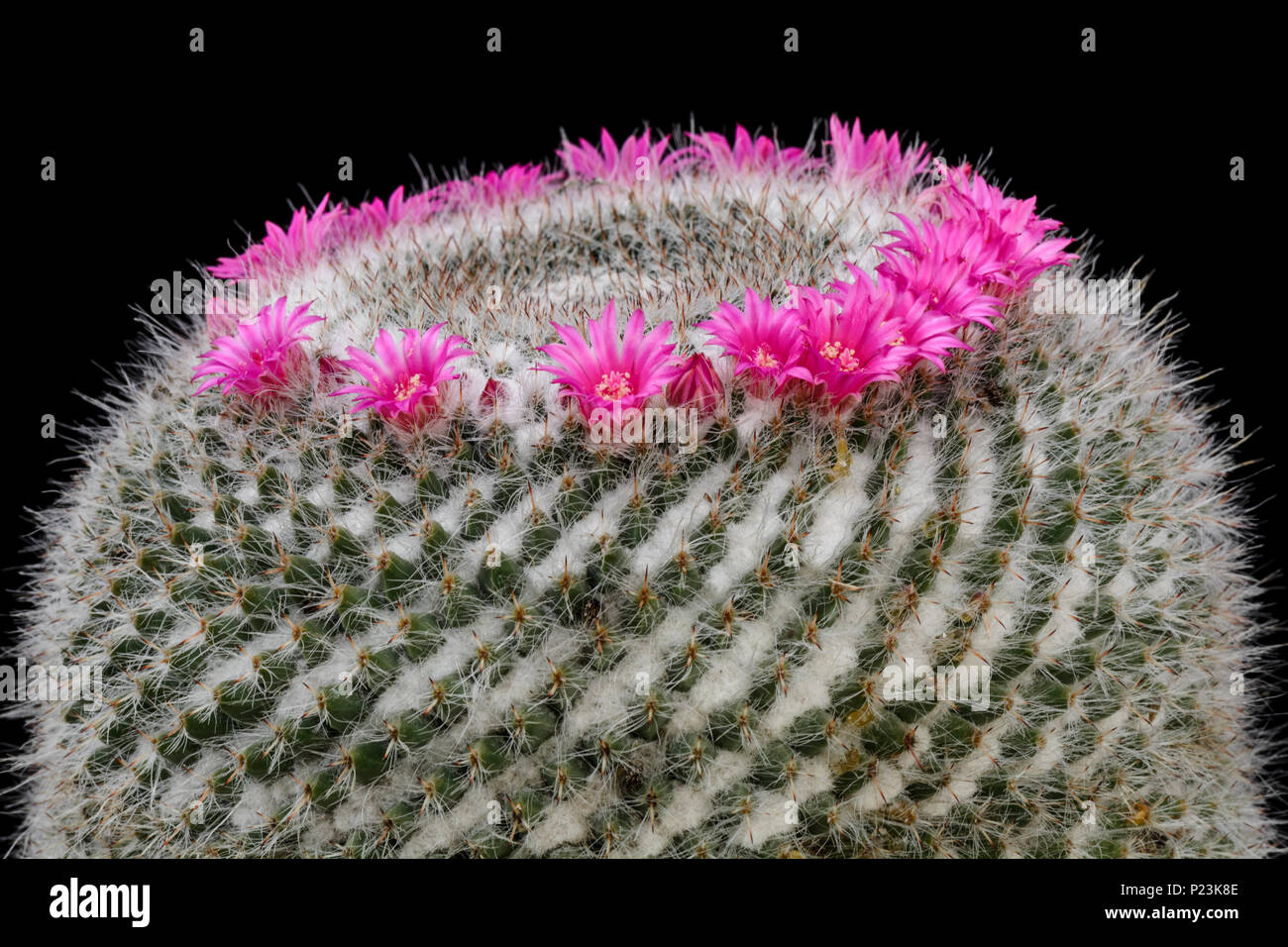 Cactus Mammillaria mit Blume isoliert auf Schwarz Stockfoto