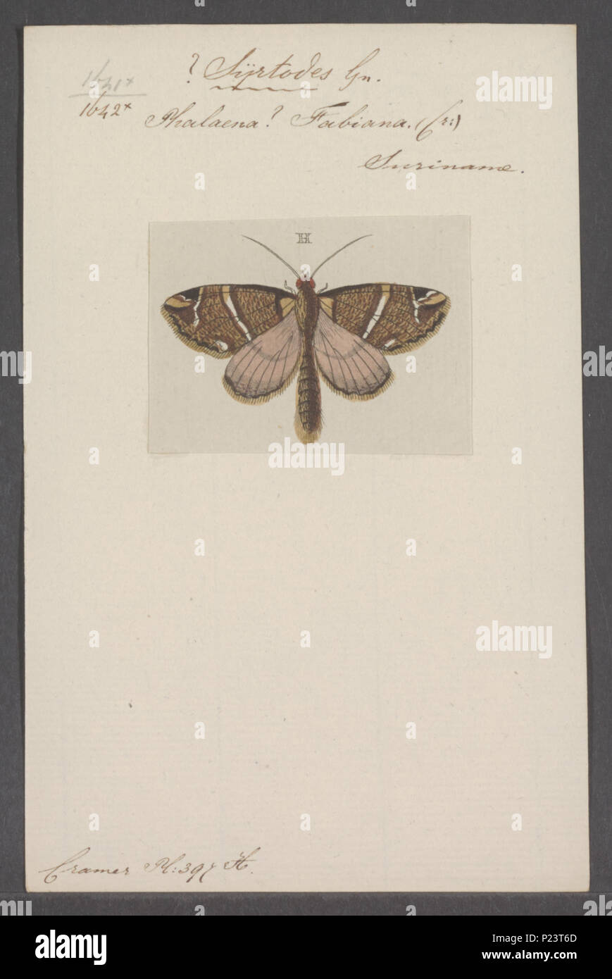 . 300 Syrtodes Syrtodes - Drucken - Iconographia Zoologica - Sondersammlungen Universität Amsterdam - UBAINV 0274 059 18 0017 Stockfoto