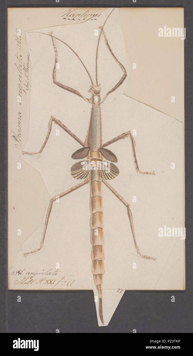 . 144 Haplopus Haplopus - Drucken - Iconographia Zoologica - Sondersammlungen Universität Amsterdam - UBAINV 0274 065 04 0023 Stockfoto