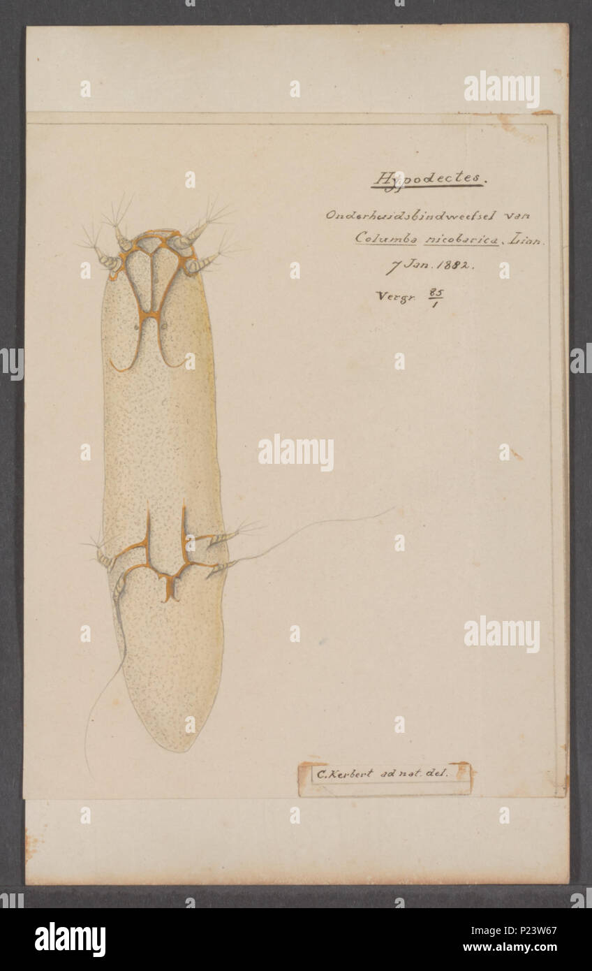 . 154 Hypodectes Hypodectes - Drucken - Iconographia Zoologica - Sondersammlungen Universität Amsterdam - UBAINV 0274 073 01 0055 Stockfoto
