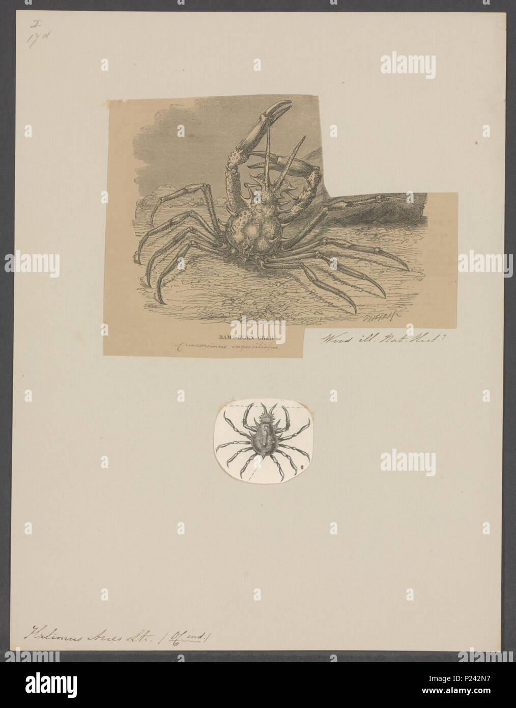 . 144 Halimus halimus Widder Widder - - Drucken - Iconographia Zoologica - Sondersammlungen Universität Amsterdam - UBAINV 0274 095 21 0008 Stockfoto