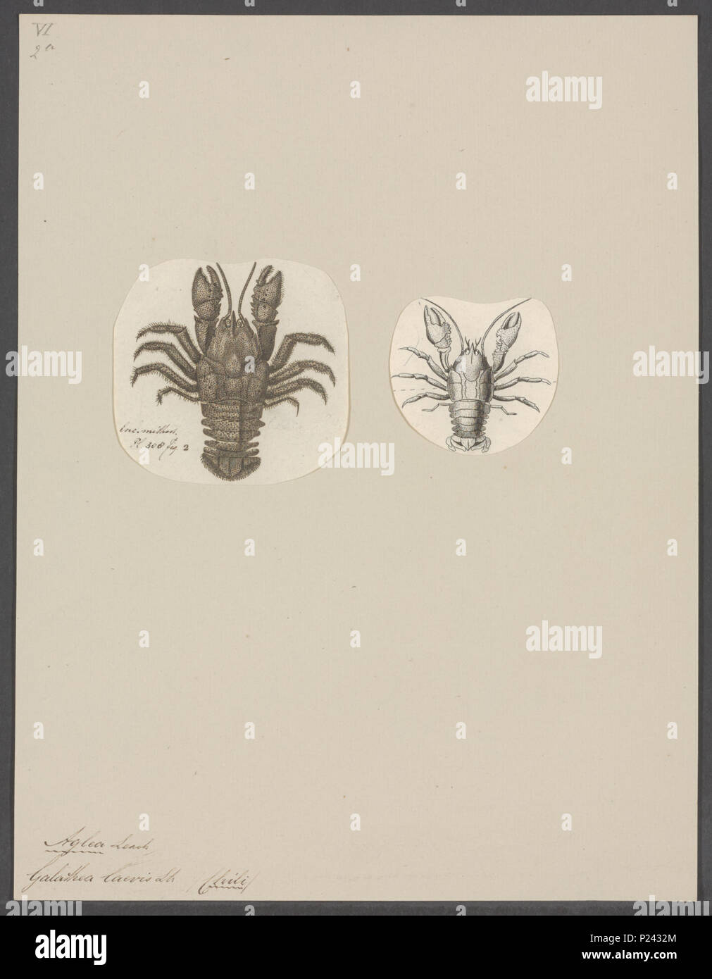 10 Aeglea laevis - Drucken - Iconographia Zoologica - Sondersammlungen Universität Amsterdam - UBAINV 0274 096 14 0009 Stockfoto