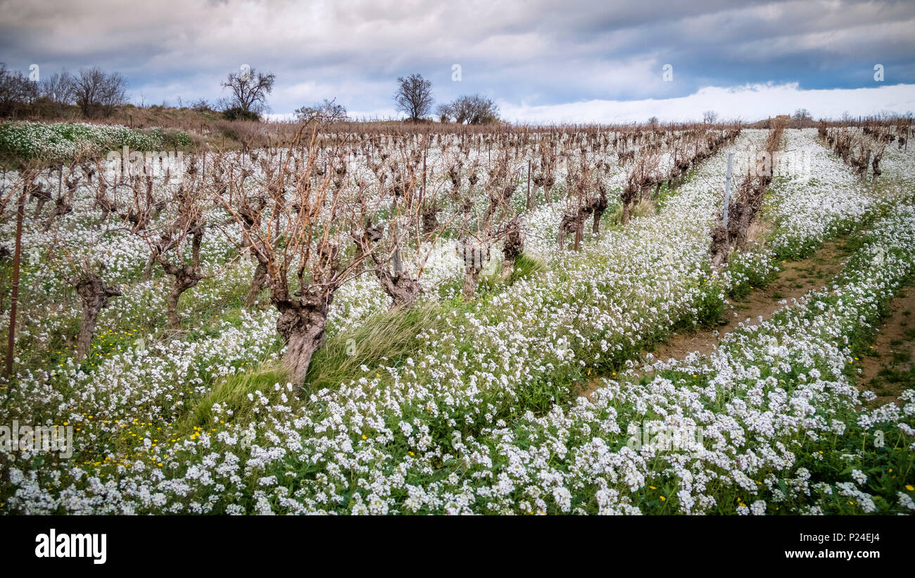 Winterliche Rebsorten mit weißen Blumen begrenzt Stockfoto