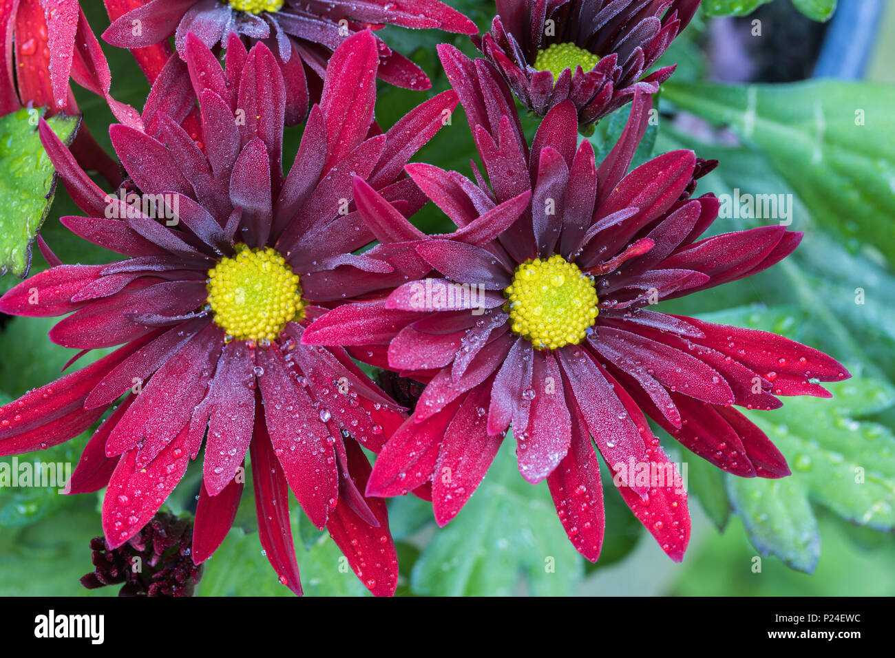 Indische Chrysantheme chrysanthemum Indicum, Blumen, close-up Stockfoto