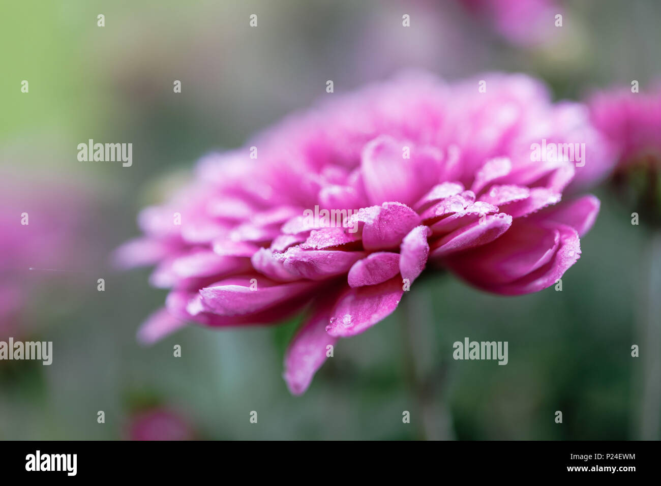 Winter aster, Nahaufnahme, doppelte Blüten Stockfoto