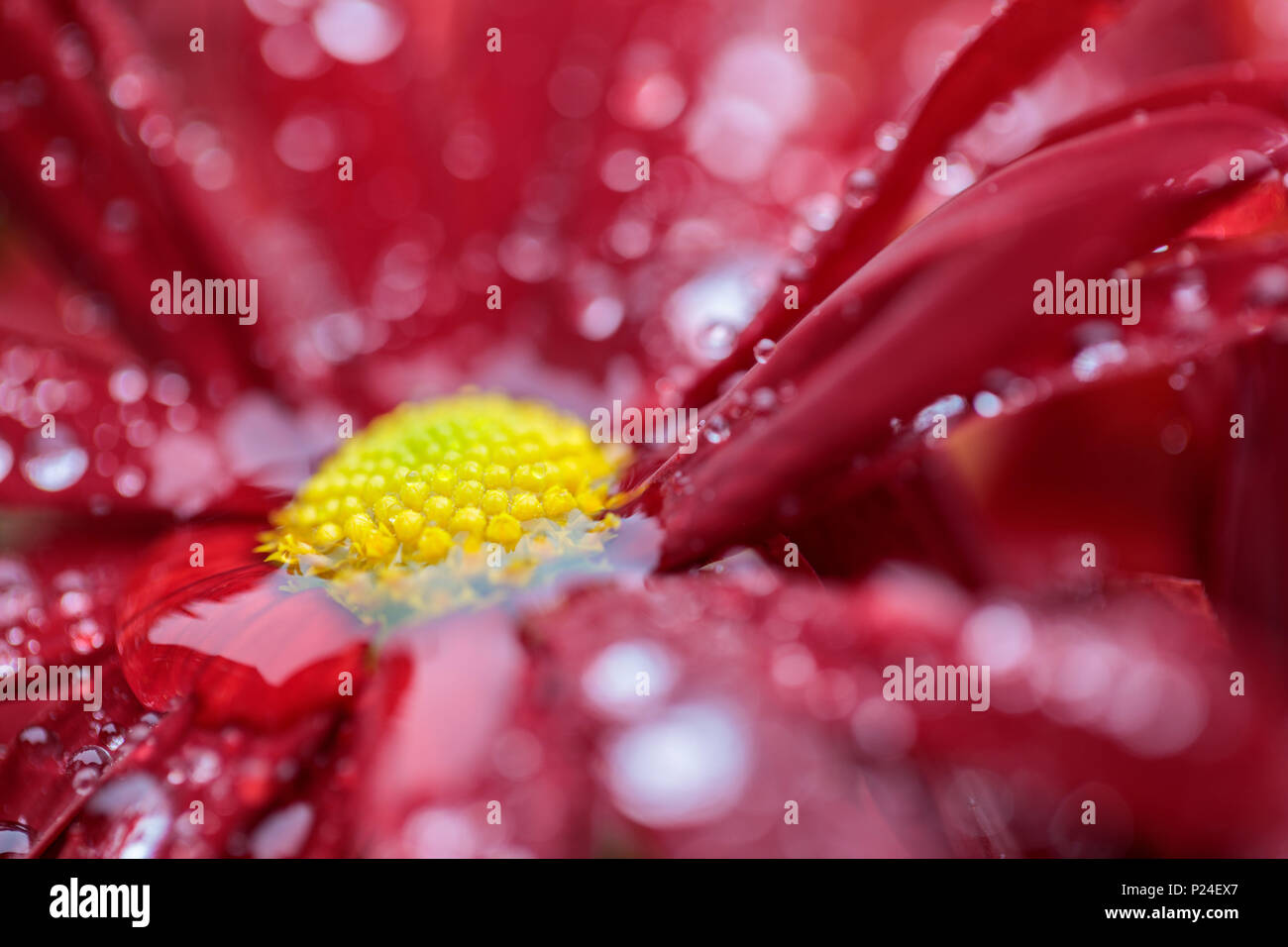 Indische Chrysantheme chrysanthemum Indicum, Blumen, close-up Stockfoto