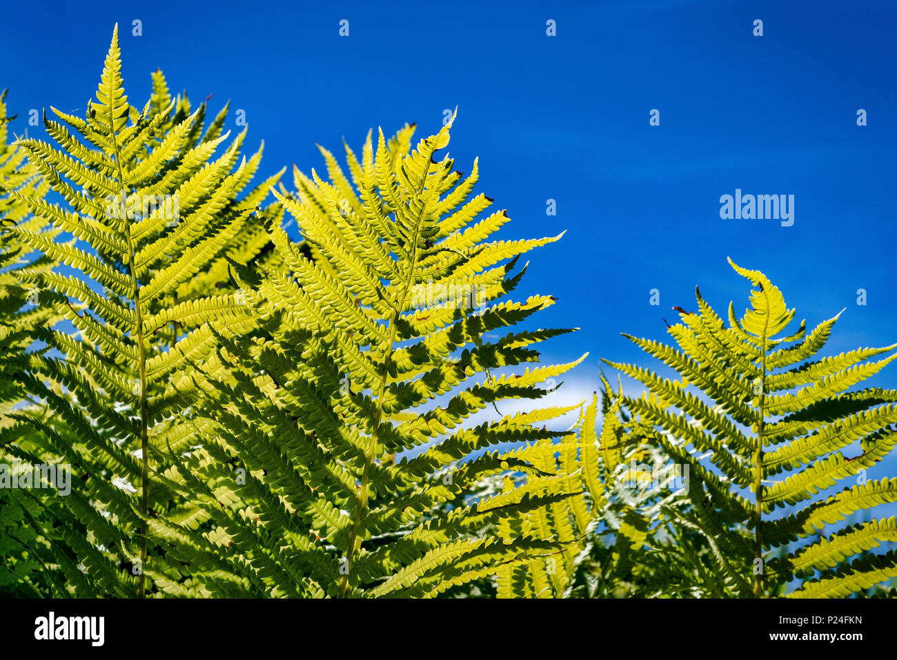 Gemeinsamen männlichen Farne (Dryopteris filix-mas), Bayern, Deutschland, Europa Stockfoto