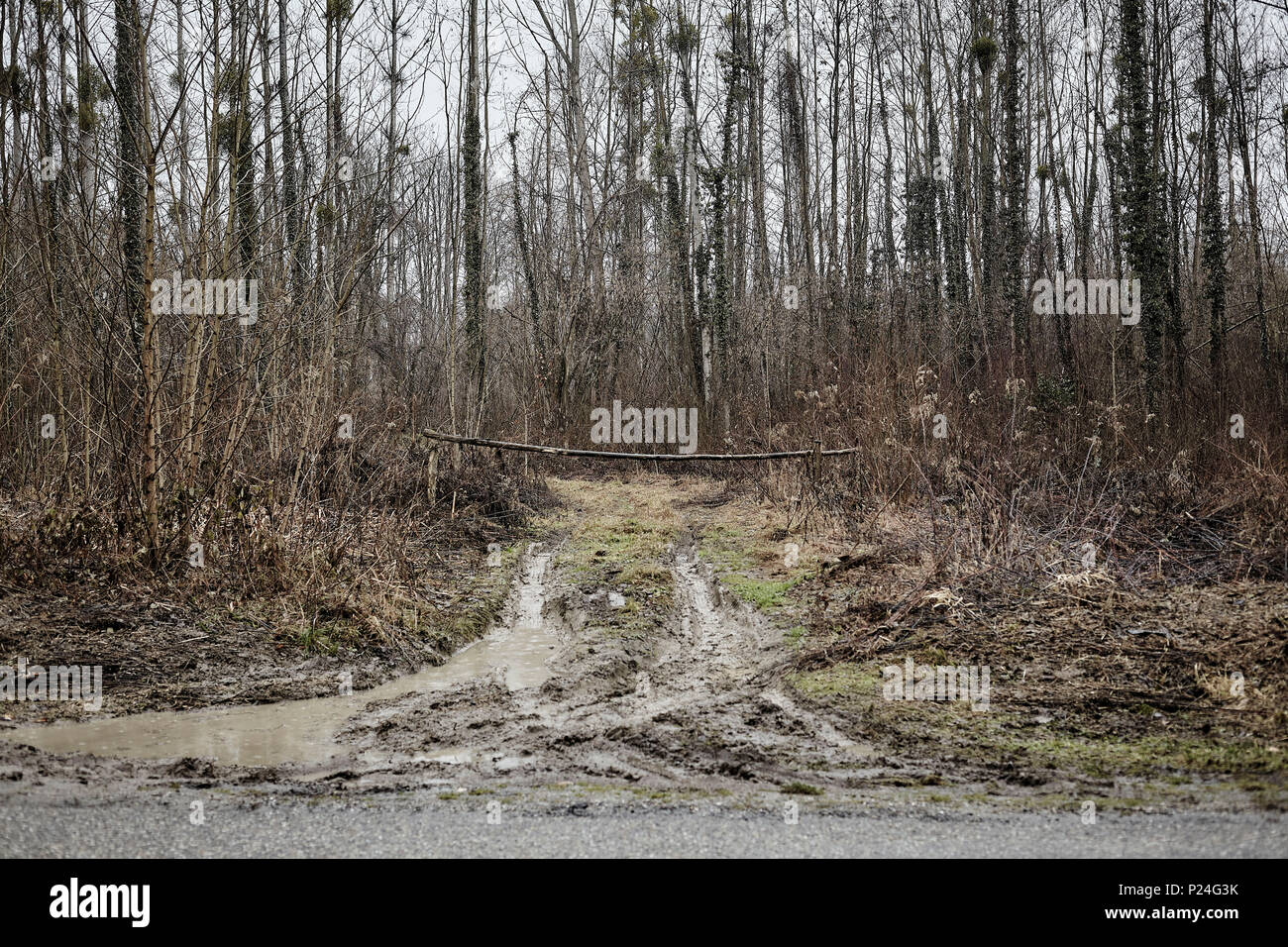 Wald Weg im Winter, Auffahrt, Barriere, Pfütze, Schlamm, Stockfoto