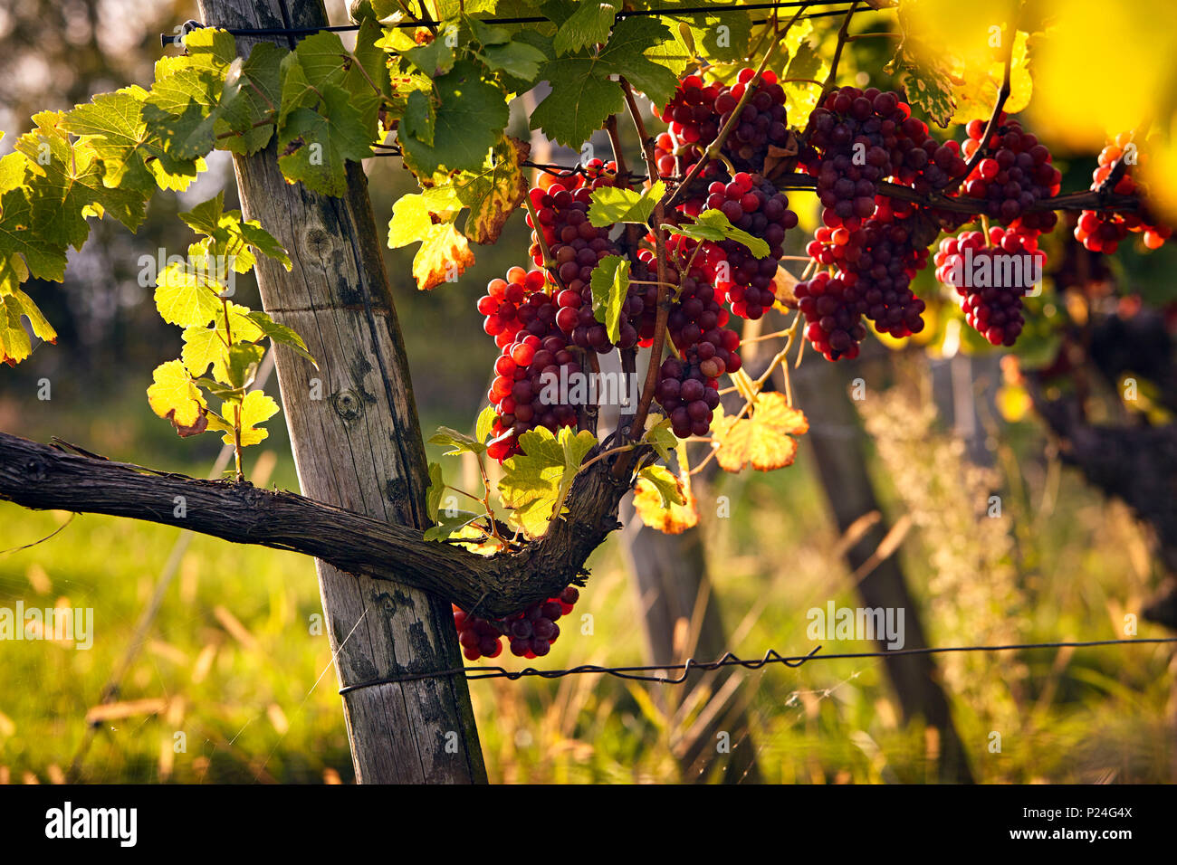 Rote Trauben in ein Weinstock im Herbst, Sunray Stockfoto