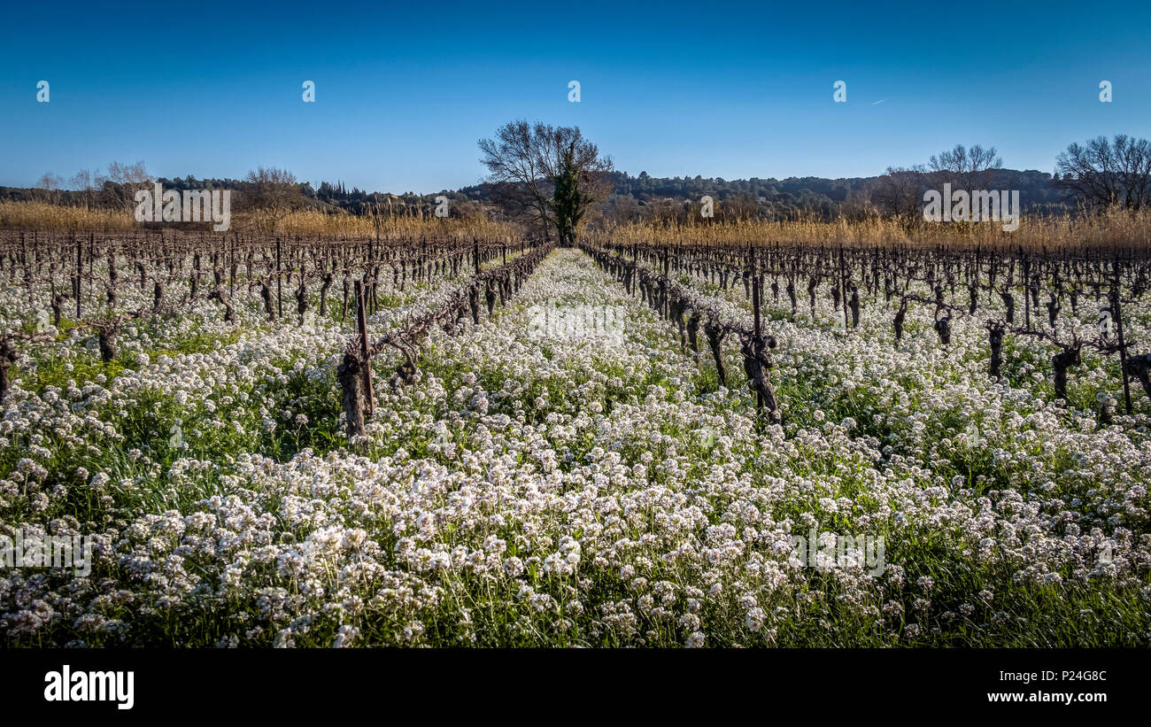 Wein Feld mit Blumen im Februar Stockfoto