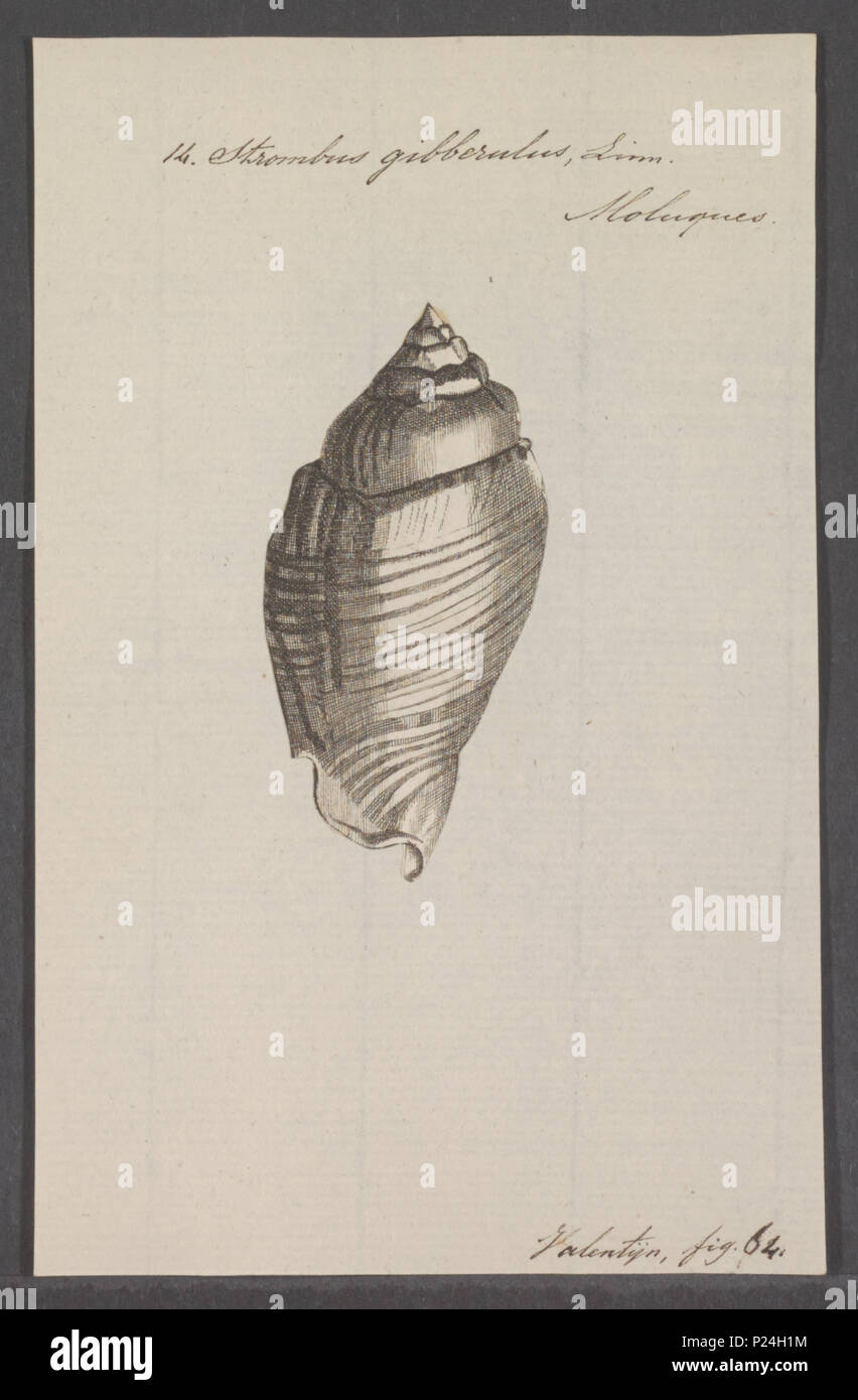 . Strombus gibberulus 298 Strombus gibberulus - Drucken - Iconographia Zoologica - Sondersammlungen Universität Amsterdam - UBAINV 0274 084 07 0027 Stockfoto