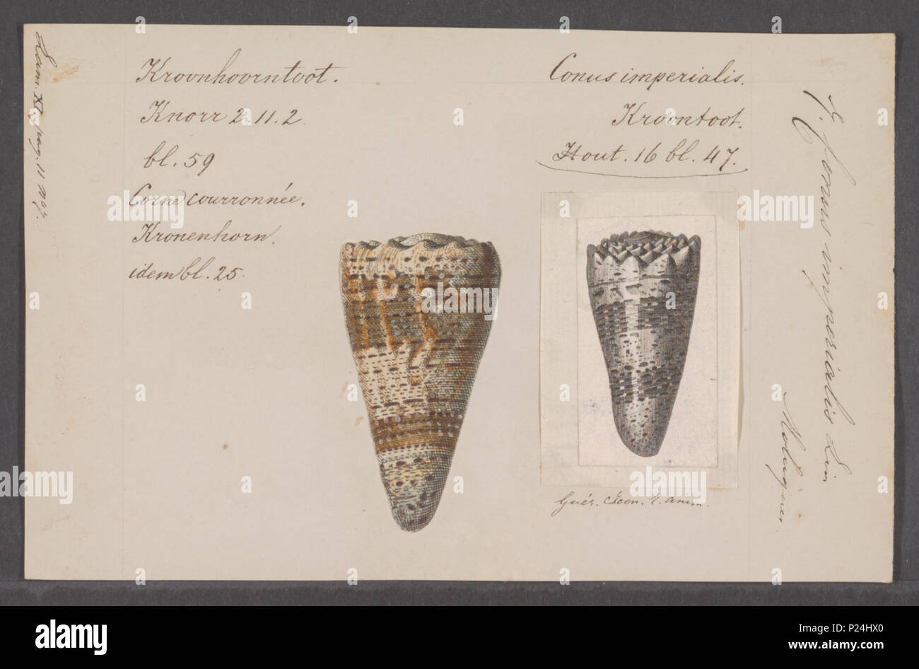 . Conus imperialis 67 Conus imperialis - Drucken - Iconographia Zoologica - Sondersammlungen Universität Amsterdam - UBAINV 0274 086 01 0018 Stockfoto