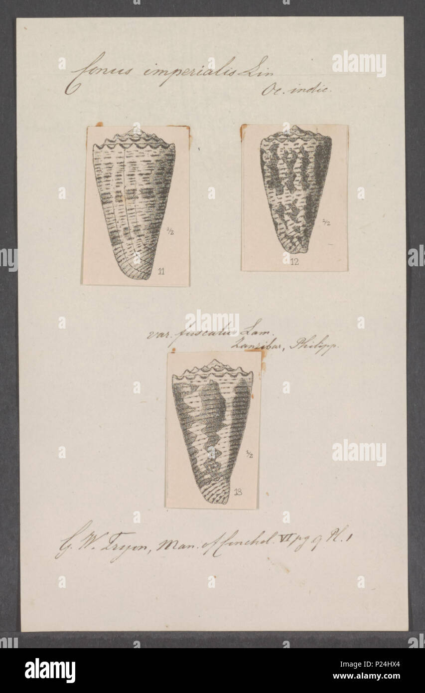 . Conus imperialis 67 Conus imperialis - Drucken - Iconographia Zoologica - Sondersammlungen Universität Amsterdam - UBAINV 0274 086 01 0019 Stockfoto
