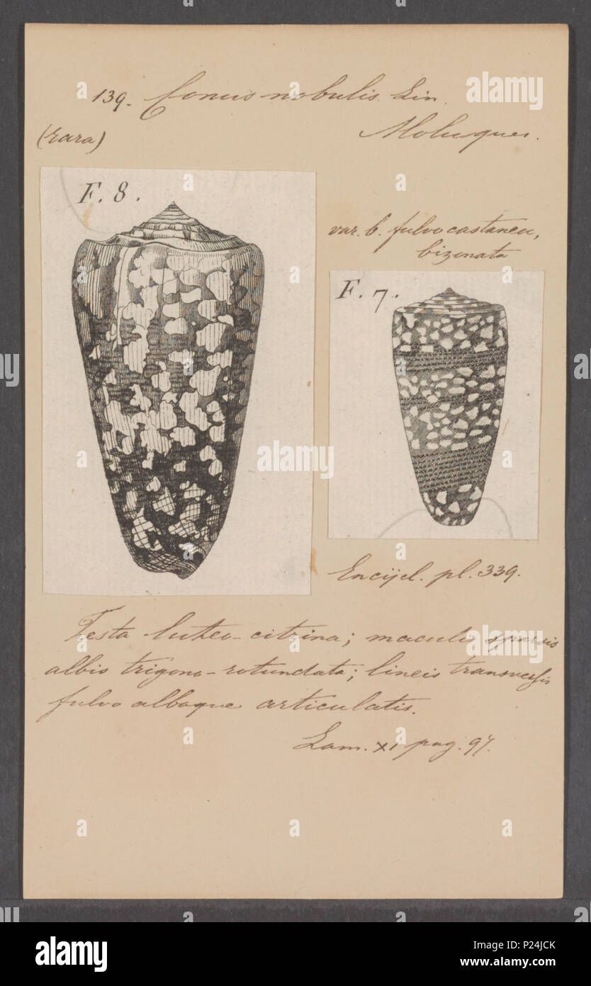 . Conus nobulis 67 Conus nobulis - Drucken - Iconographia Zoologica - Sondersammlungen Universität Amsterdam - UBAINV 0274 086 07 0012 Stockfoto