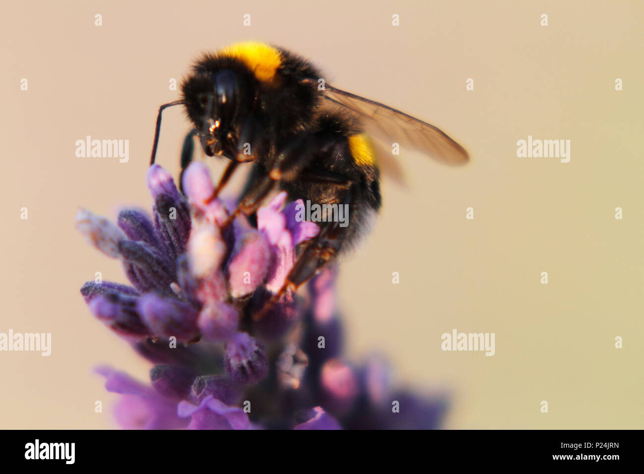 Große Masse Hummel am Lavendel, große Erdhummel Bombus terrestris in Lavendel, Stockfoto