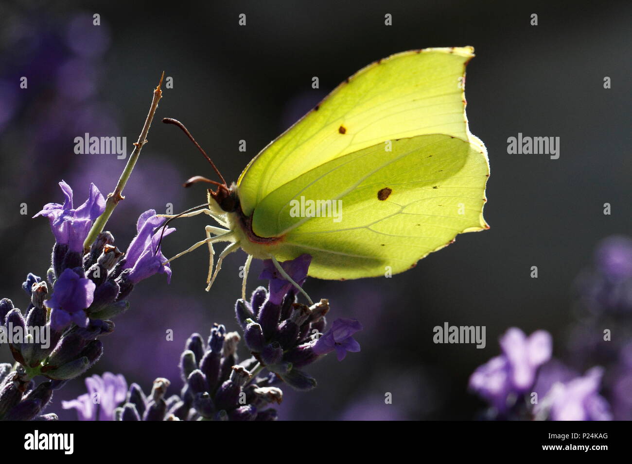 Gemeinsame Schwefel auf einer Blume von Lavendel Stockfoto
