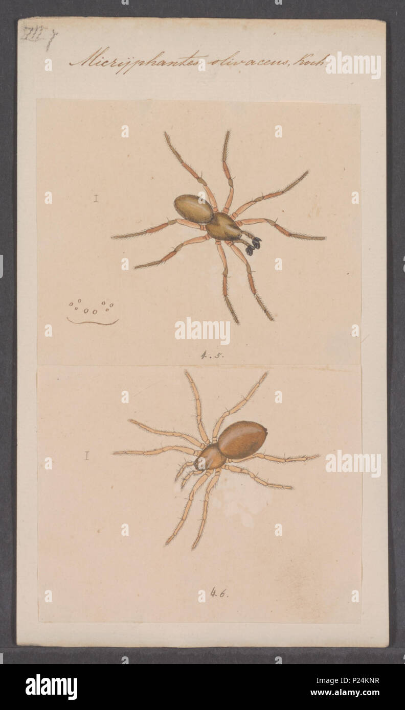 . 193 Micriphantes Micriphantes - Drucken - Iconographia Zoologica - Sondersammlungen Universität Amsterdam - UBAINV 0274 068 04 0016 Stockfoto