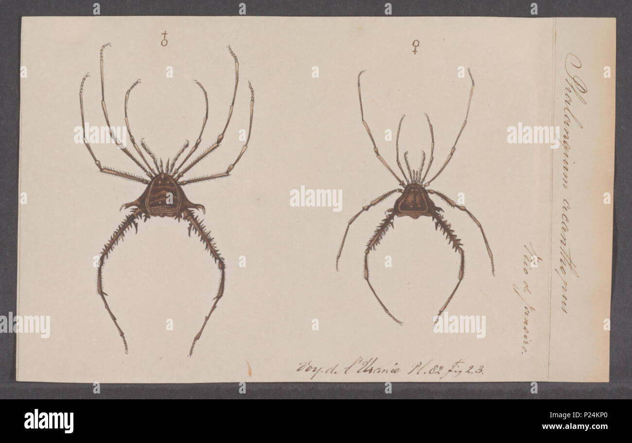 . Opilio 212 Opilio - Drucken - Iconographia Zoologica - Sondersammlungen Universität Amsterdam - UBAINV 0274 069 05 0021 Stockfoto