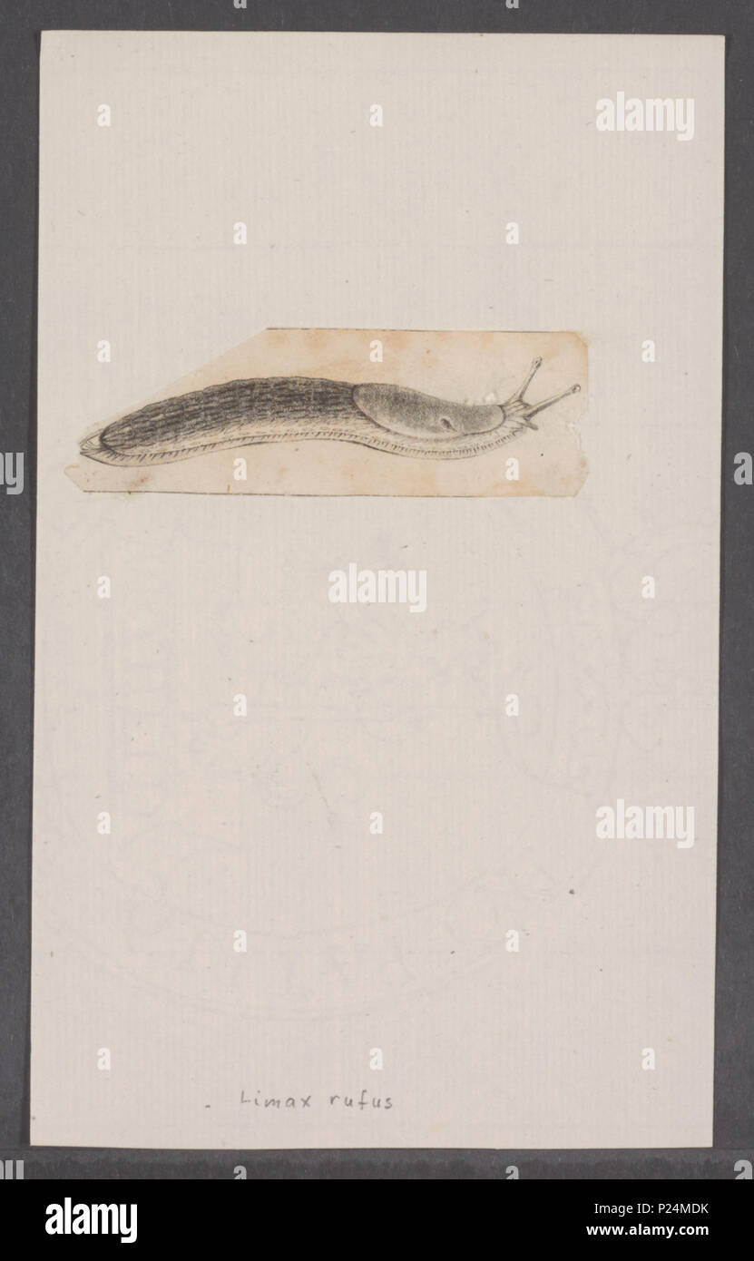 . Limax rufus 176 Limax rufus - Drucken - Iconographia Zoologica - Sondersammlungen Universität Amsterdam - UBAINV 0274 089 05 0017 Stockfoto