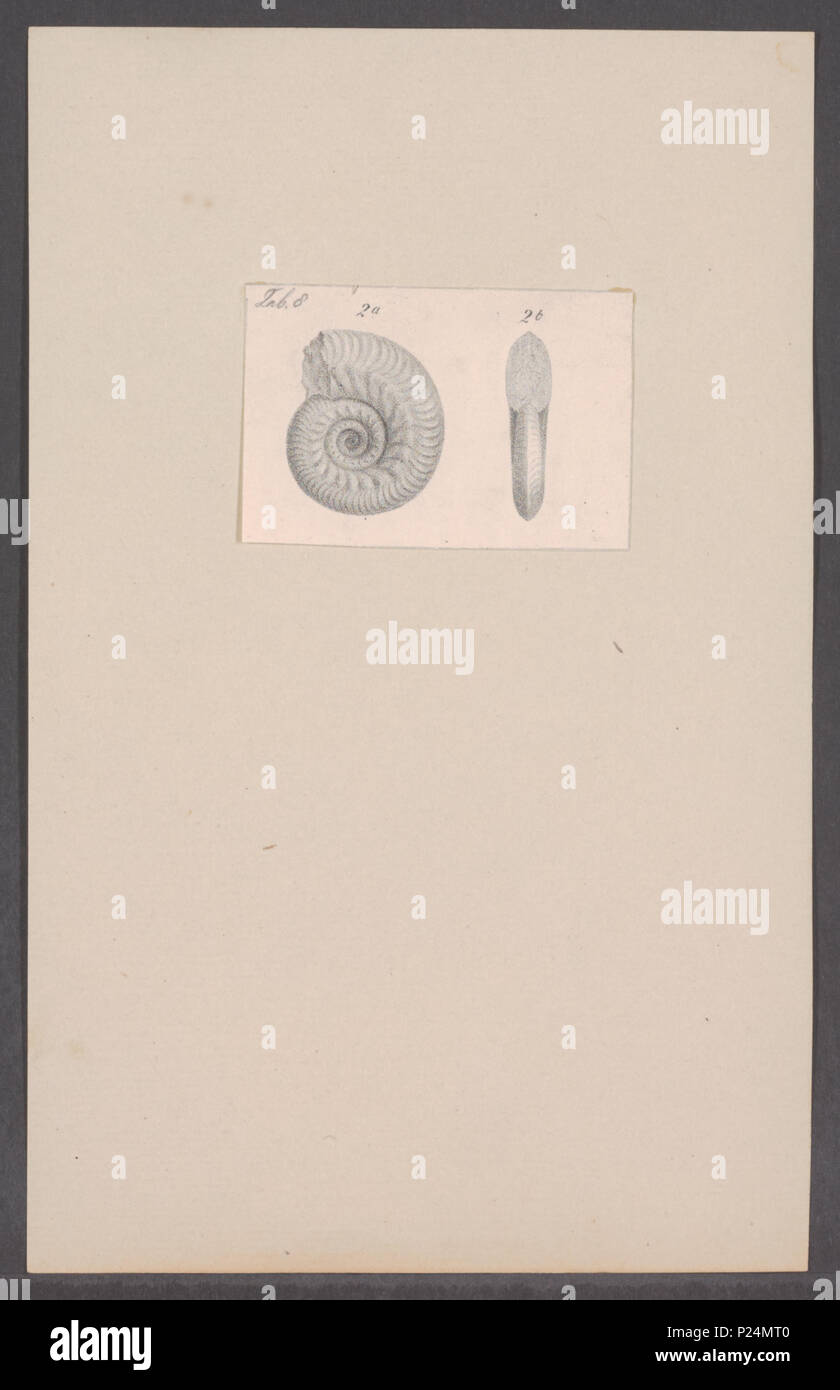 . 16 Ammoniten Ammoniten spec spec. - - Drucken - Iconographia Zoologica - Sondersammlungen Universität Amsterdam - UBAINV 0274 091 01 0015 Stockfoto