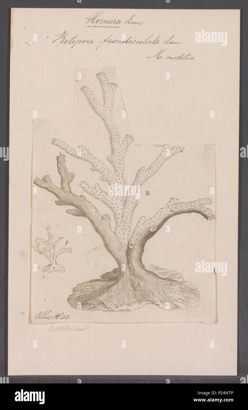. Hornera frondiculata 152 Hornera frondiculata - Drucken - Iconographia Zoologica - Sondersammlungen Universität Amsterdam - UBAINV 0274 093 15 0009 Stockfoto